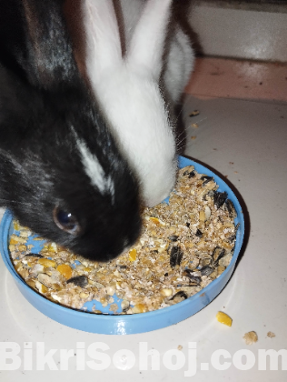 খরগোশের বাচ্চা Rabbit